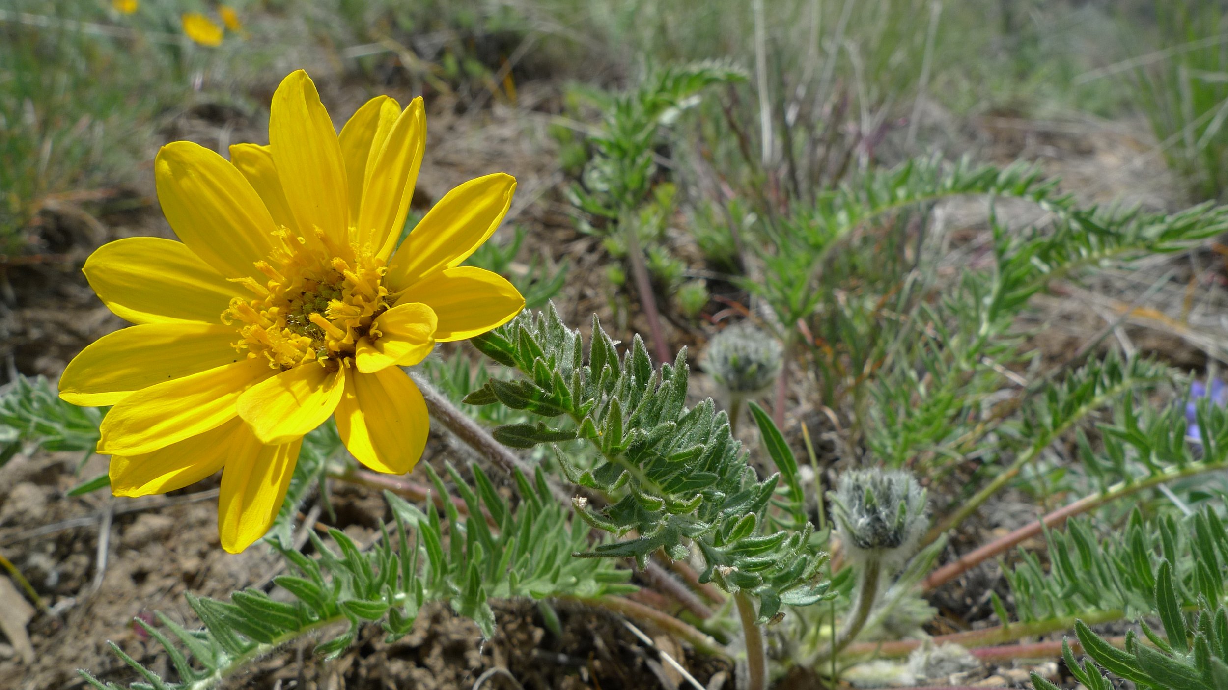 Basic Sunflower Identification Class