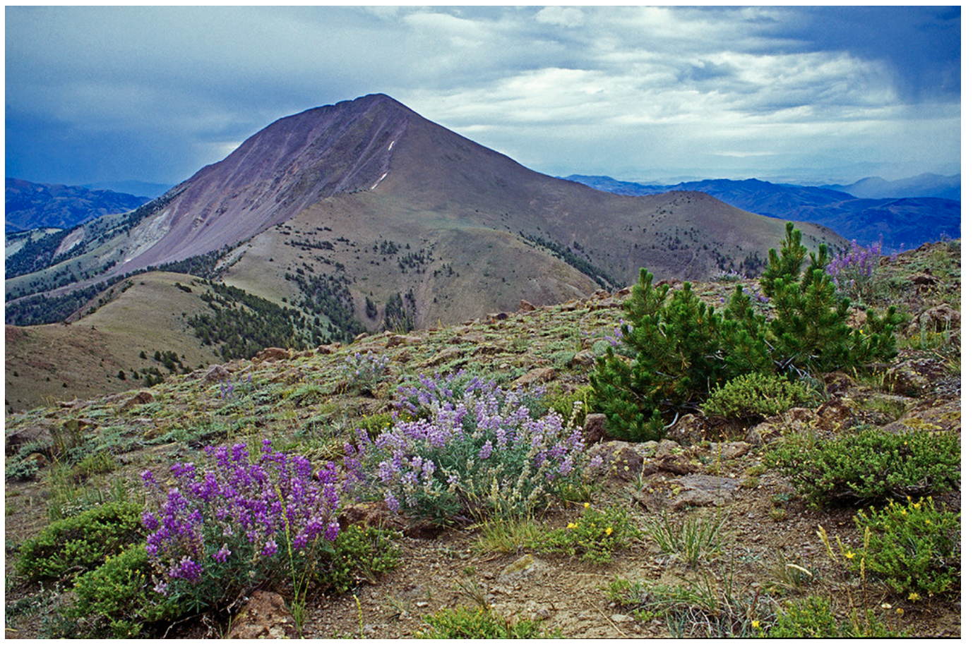 Overnight Field Trip: Toiyabe Range