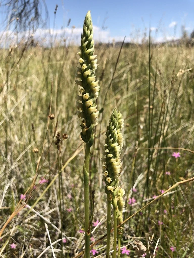 Native Orchids of Nevada.