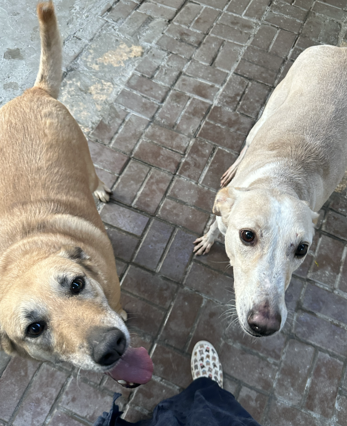 Doggy's Day Out