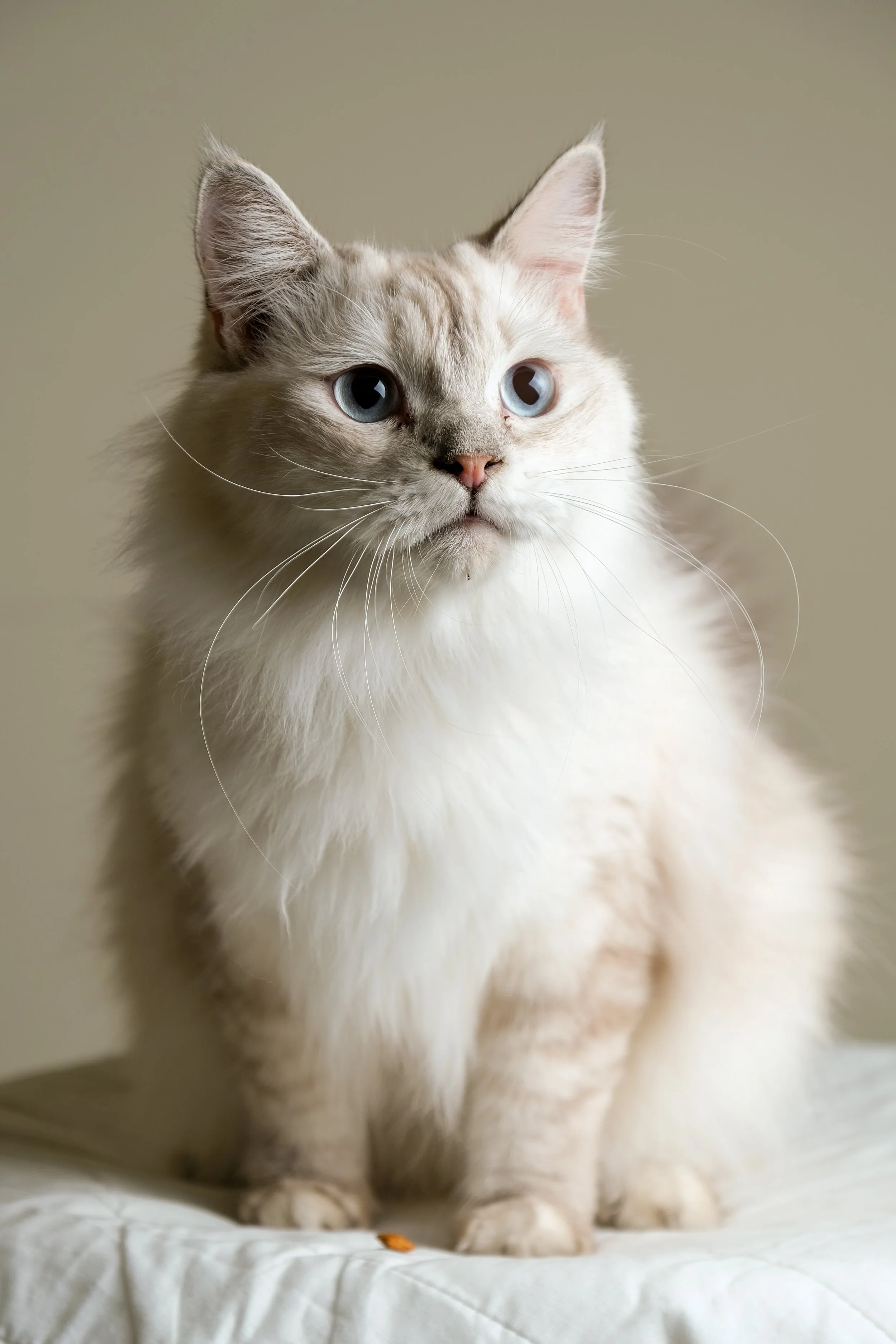 Pawmise-212.jpg