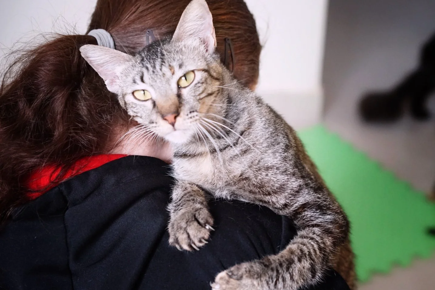 Healing Purrs: Cat Therapy