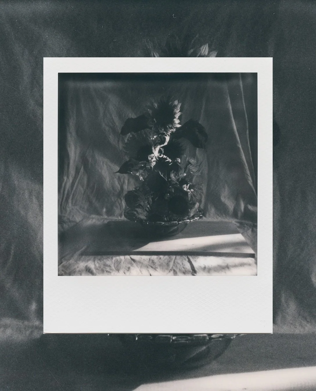 black and white sunflowers, september 2026. ●
polaroid of a recent still life. 
🌻

📷 polaroid 600 p
🎞️ b&amp;w polaroid 600