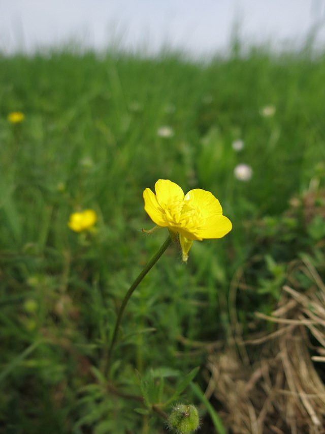 Buttercup.jpeg