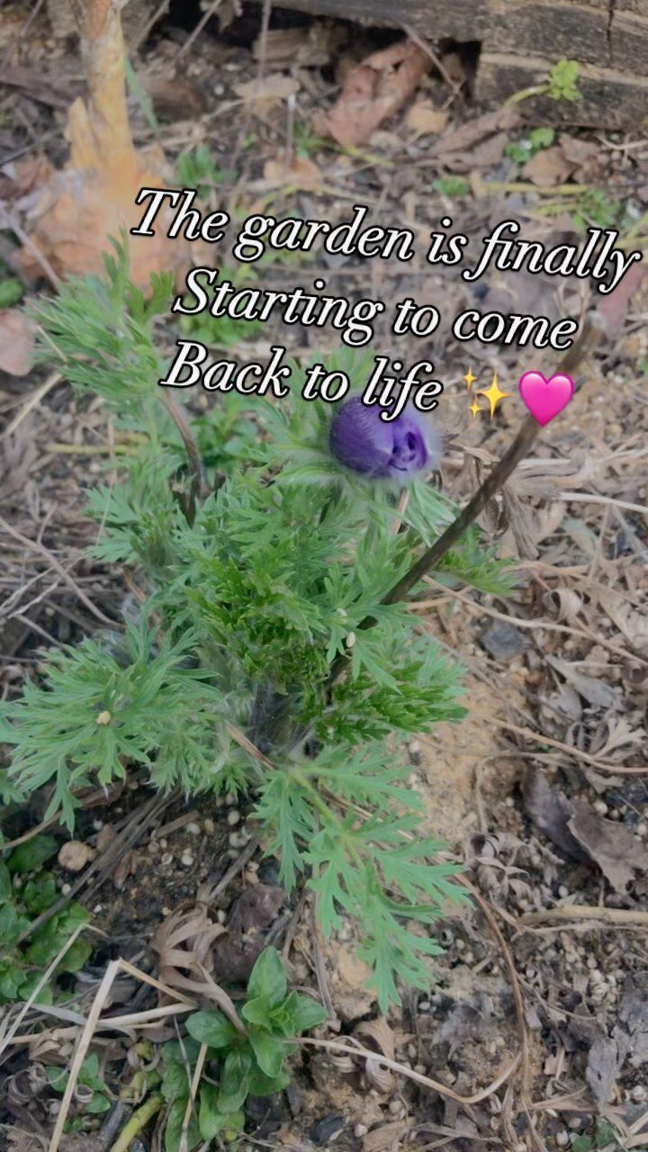 It’s been driving me crazy not getting plants & seedlings in the ground yet but holy wow am I grateful to see some plants coming back to life. If I can’t plant new friends yet, I can at least start cleaning out the garden beds! It&rsq