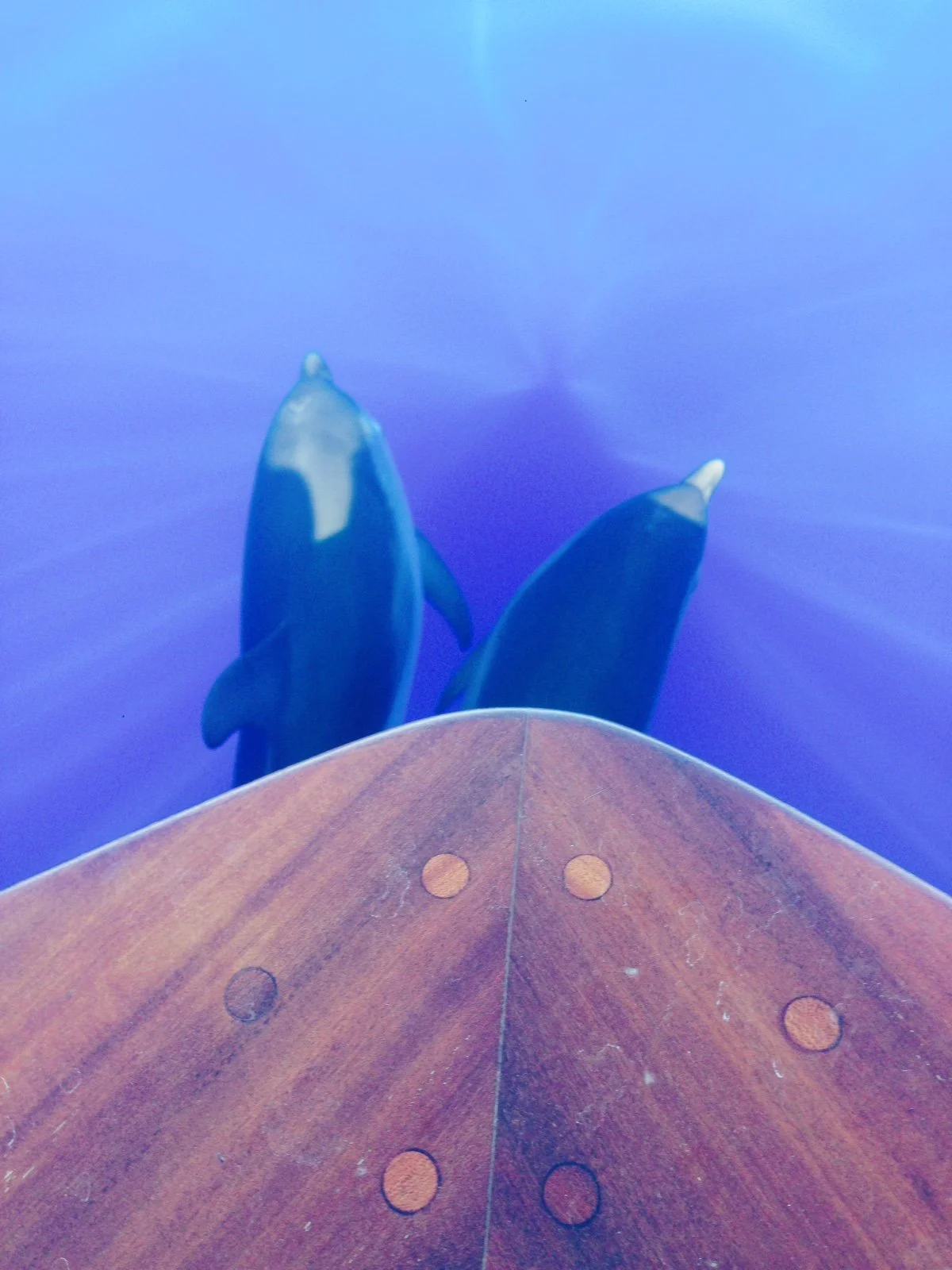 View from the front of a boat showing two dolphins swimming in the ocean, with the bow of the boat visible in the foreground.