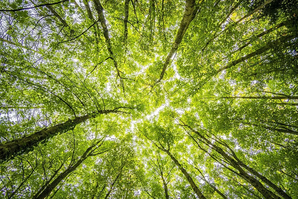 Image of trees looking up from below