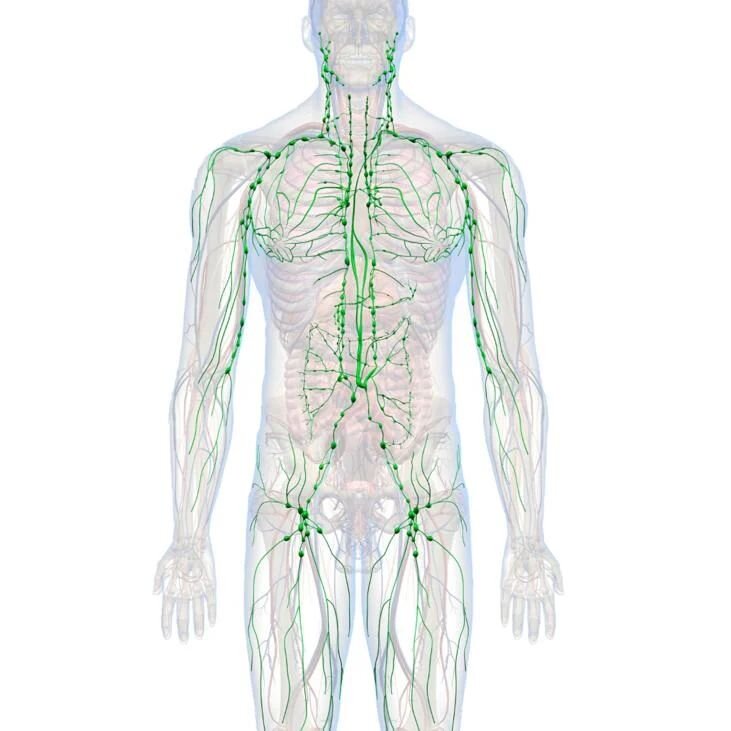 The lymphatic system is our cleansing system and runs through your entire body
#immunityboost #Detoxifying #healing response #wellbeing