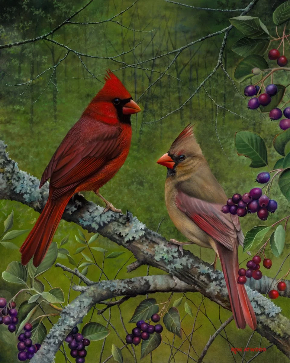 Northern Cardinals