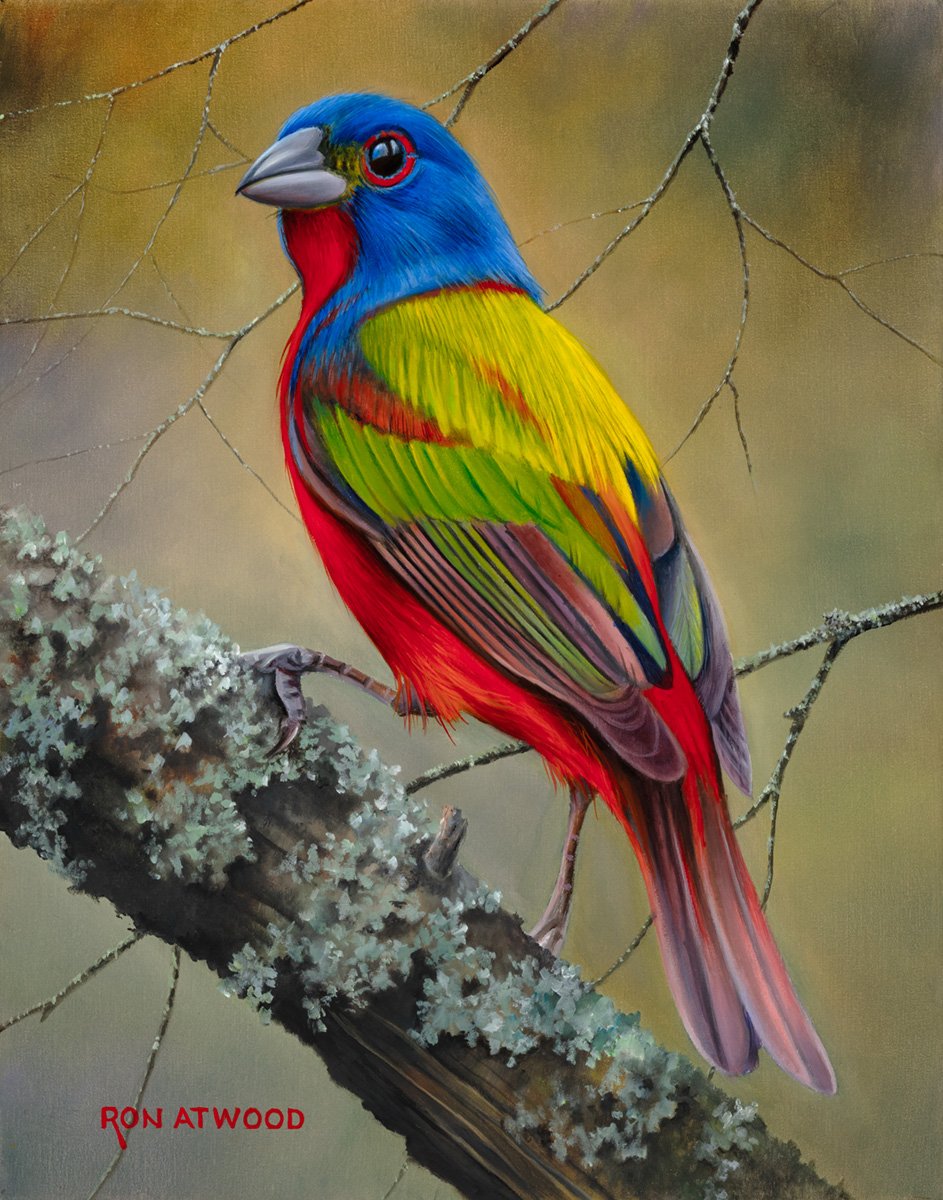 Painted Bunting III