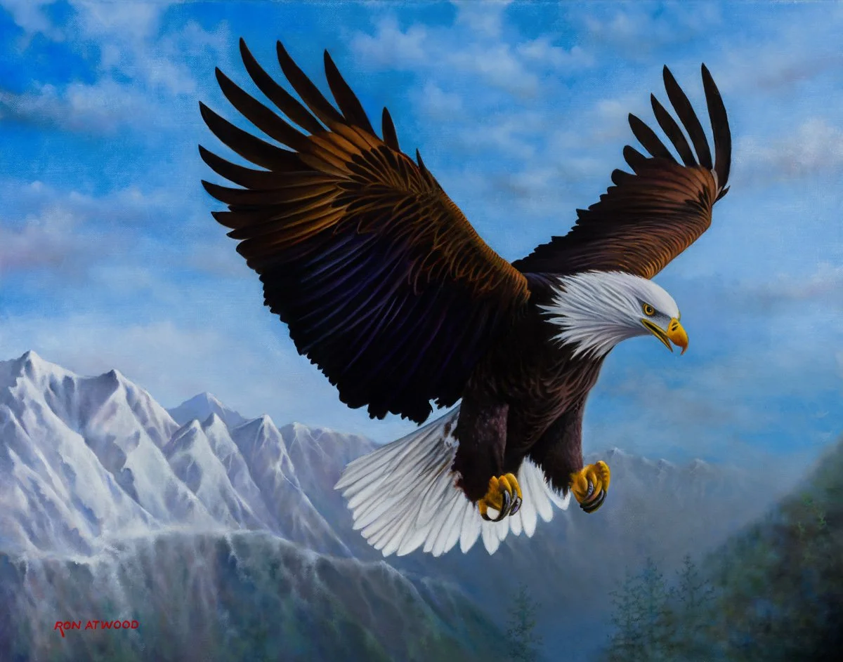 Bald Eagle