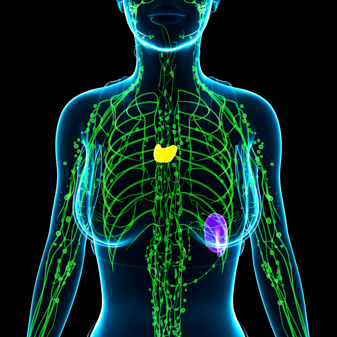 Lymphatica Lymphatic Drainage Treatment in Limerick — Ember Holistic
