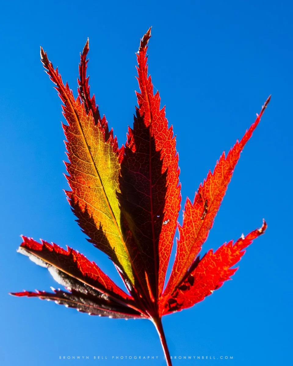 Blue Mountains Autumn Colours  Photography Guide