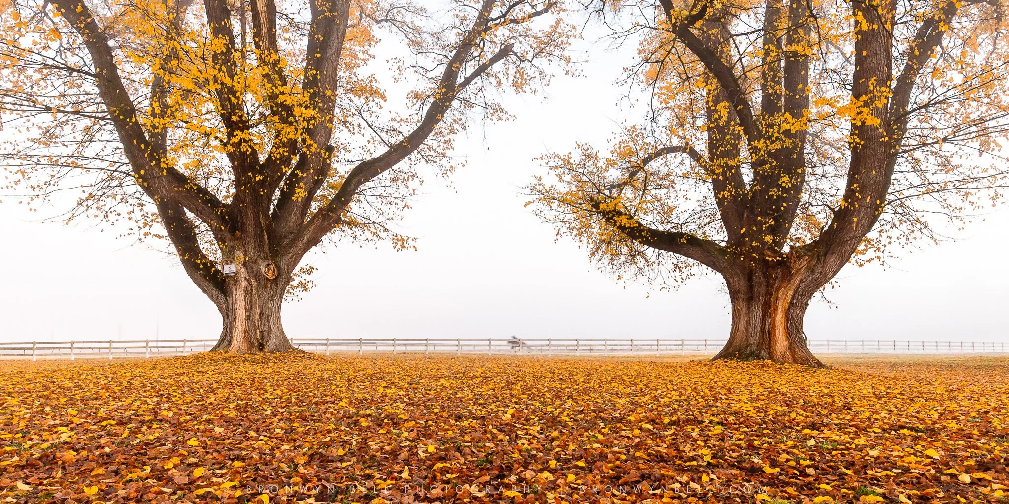 A misty autumn morning at Tumut Turf Club, where golden oak trees stand in soft fog and fallen leaves blanket the ground. In the distance, a lone horse moves quietly along the track behind the white picket fence, adding a timeless rural atmosphere to