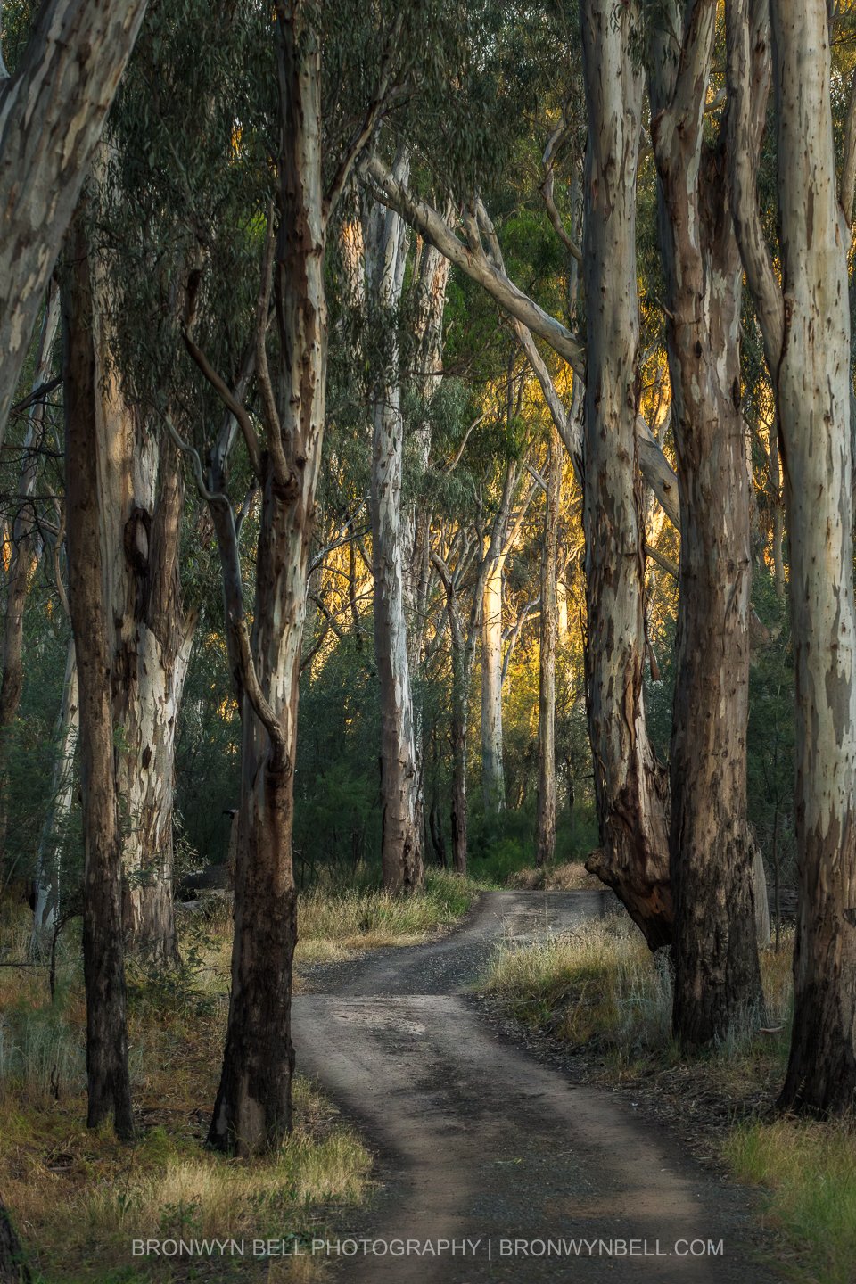 Golden Light on the Murray