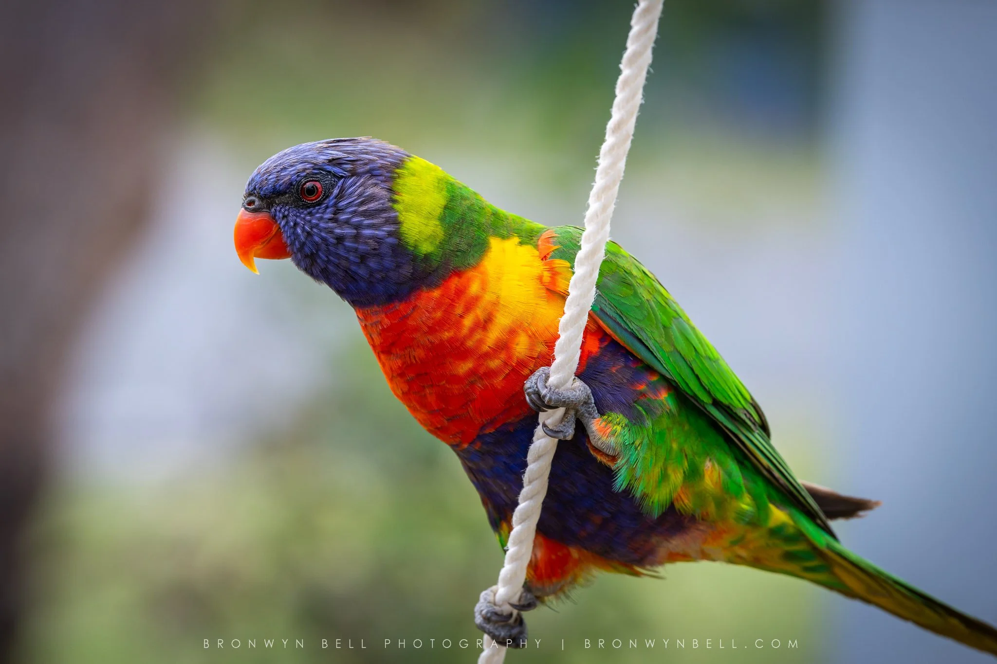 Camp visitor. Cheeky Australian Lorikeet visiting camp site looking for food.