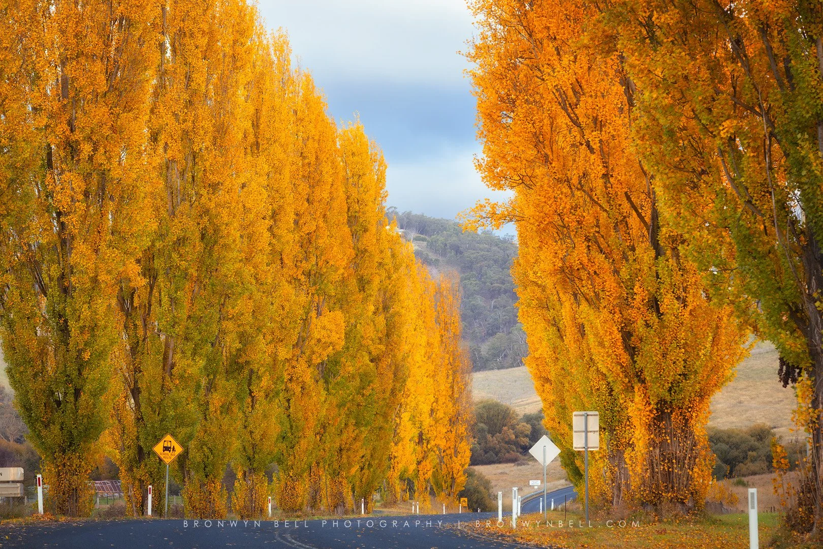 Oberon-Capturing-Autumn's-Splendor-on-the-Country-Road.jpg
