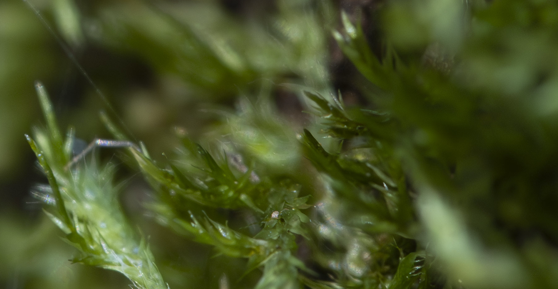 Macro image of moss with a tiny spider after Helicon Processing applied