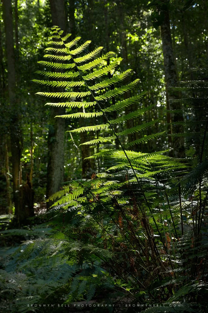 Coachwood Glen