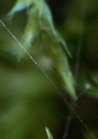 Heliconsoft focus stacking software image artiefacts