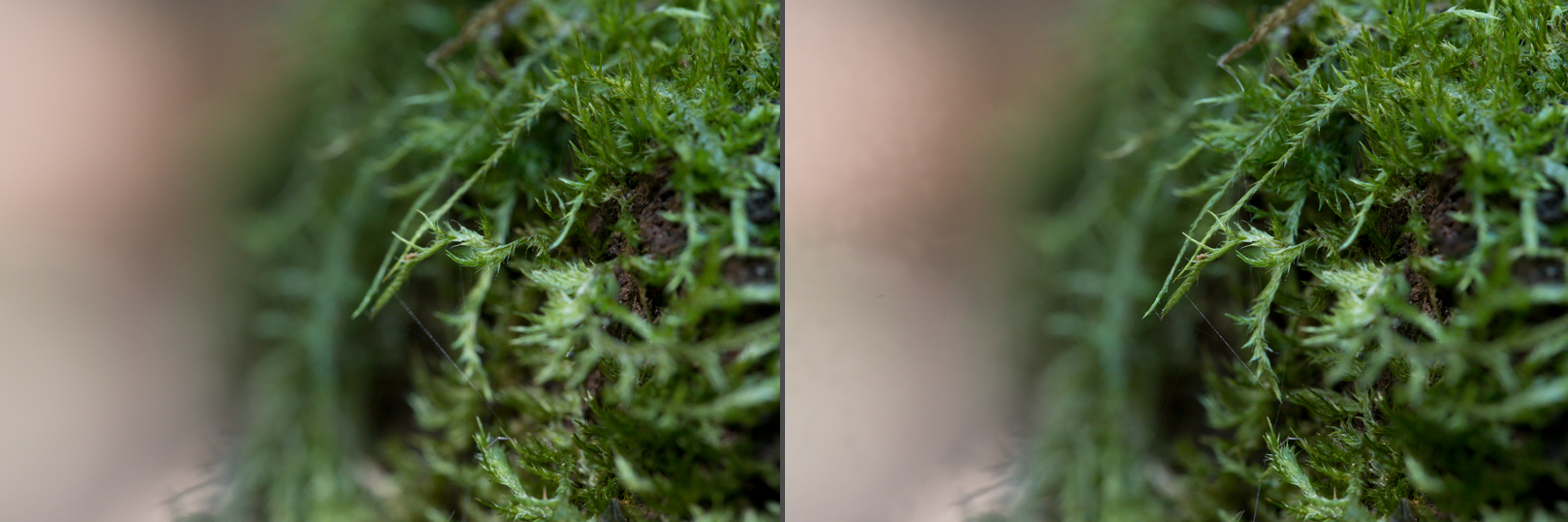 Macro close-up of moss and tiny spider before and after processing with Helicon focus.