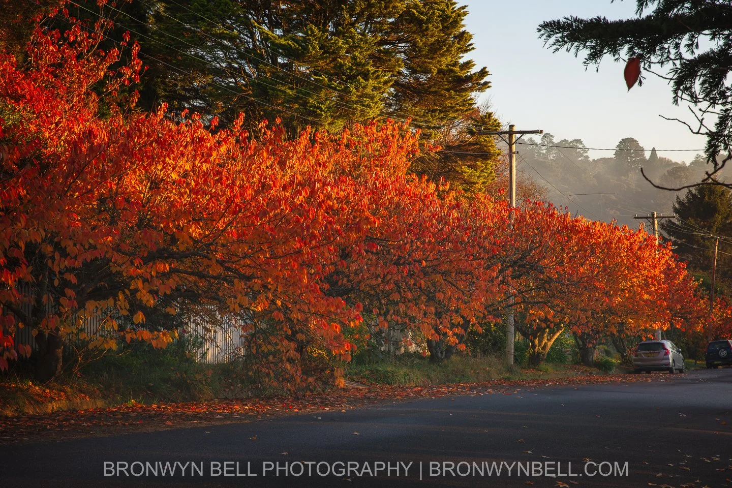 Soft morning fog and golden sunrise light illuminate the autumn foliage lining a quiet street in Blackheath in the Blue Mountains.