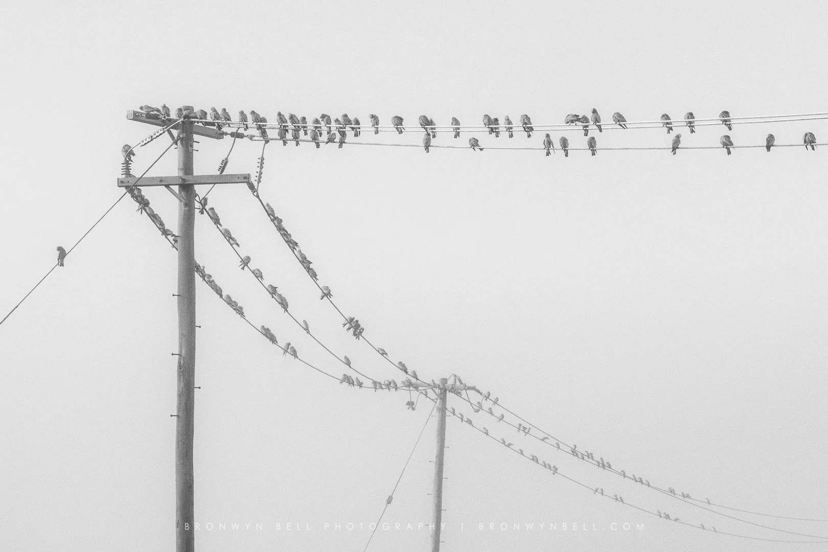 Title: Birds on power lines. Several birds are perched on electrical power lines and poles against a light gray sky.