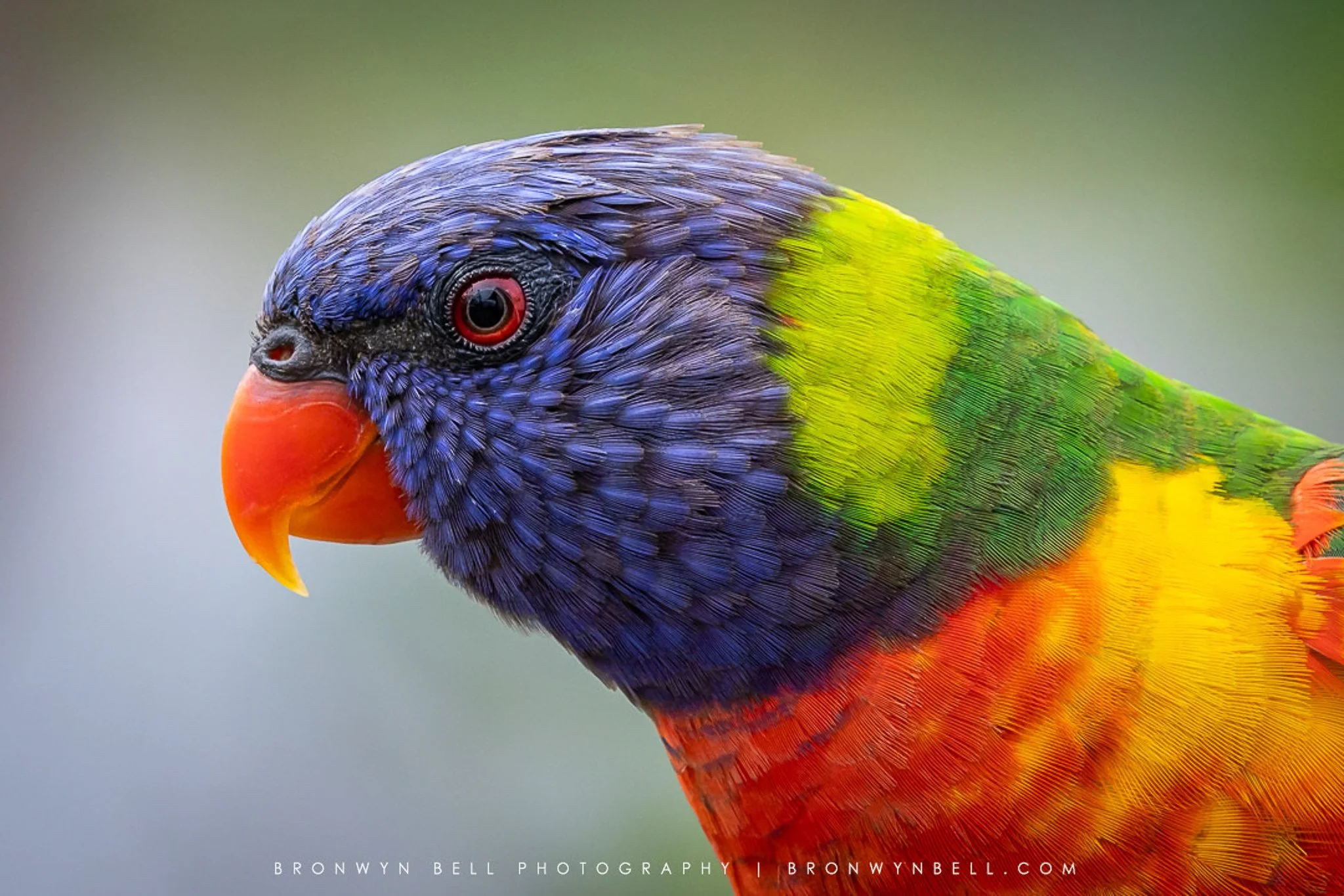 Close up image of an Australian Lorikeet. Bright and colourful bird.