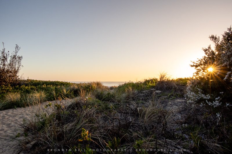 Tathra Beach Sunrise looking through the vegetation