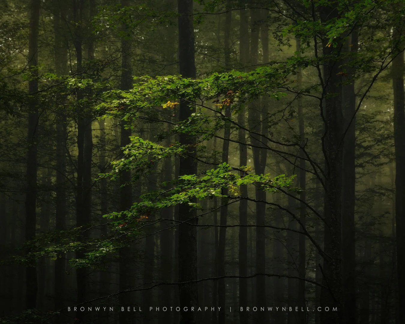 A mystical forest in the hills of Tuscany near Montepulciano, shrouded in an eerie green-yellow fog. Tall, slender trees with green leaves reach towards the sun through the thick canopy, with dappled light filtering down, casting a magical interplay 