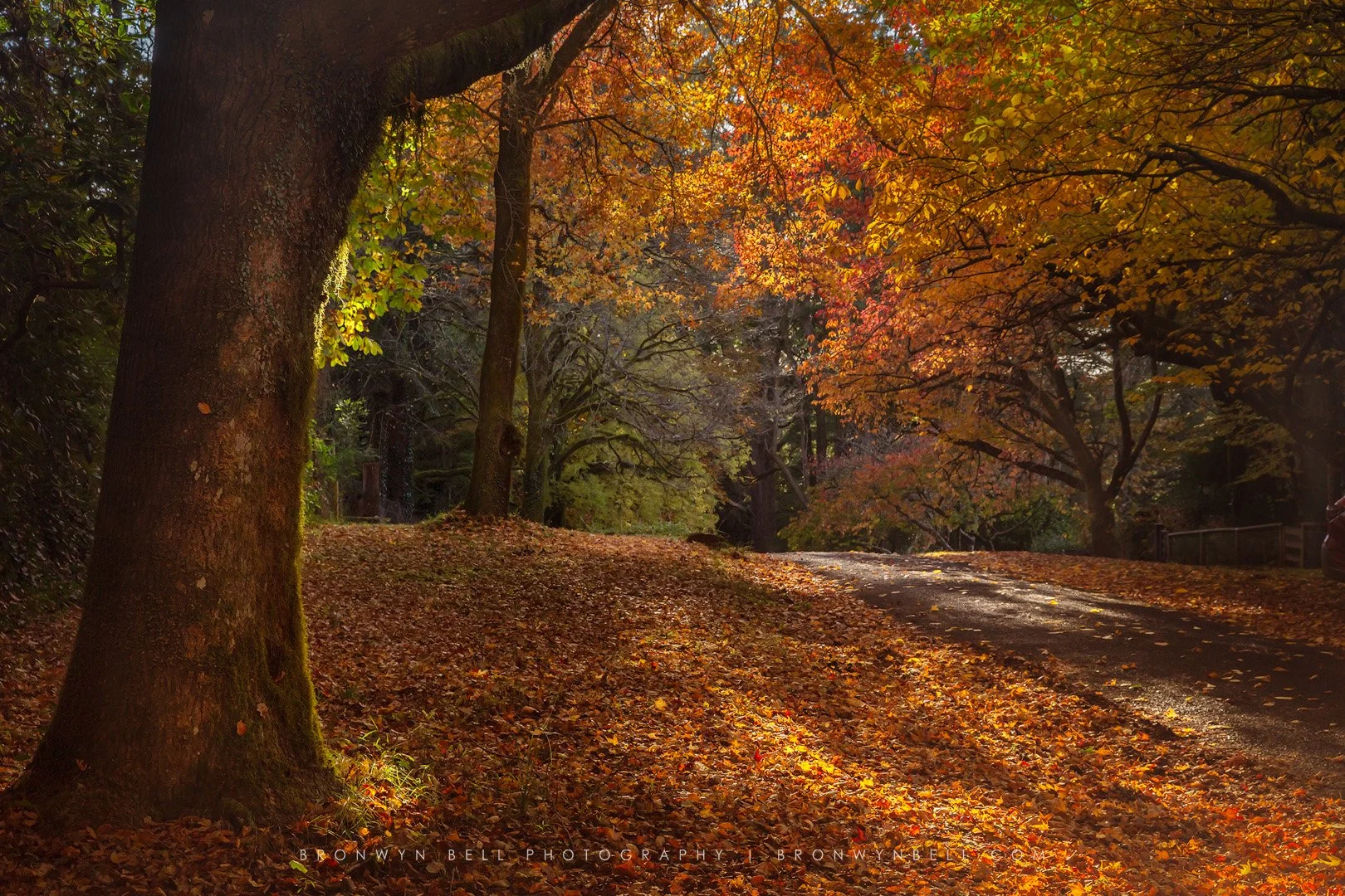 Mt-Wilson-Autumn-in-a-country-laneway.jpg