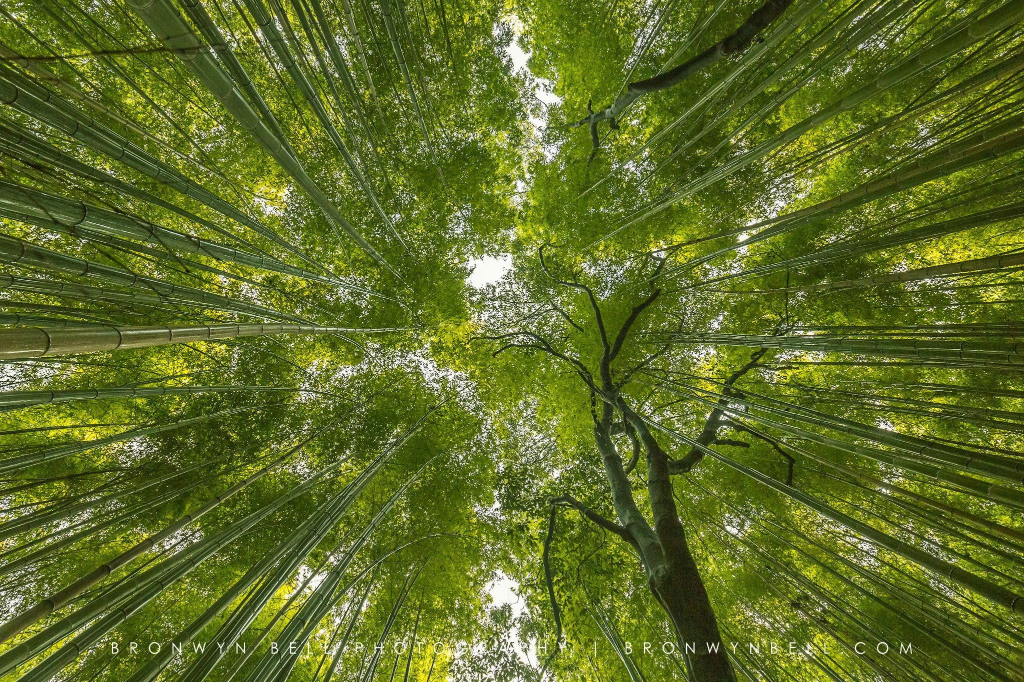 Looking up at green bamboo forest canopy with sunlight filtering through the leaves.