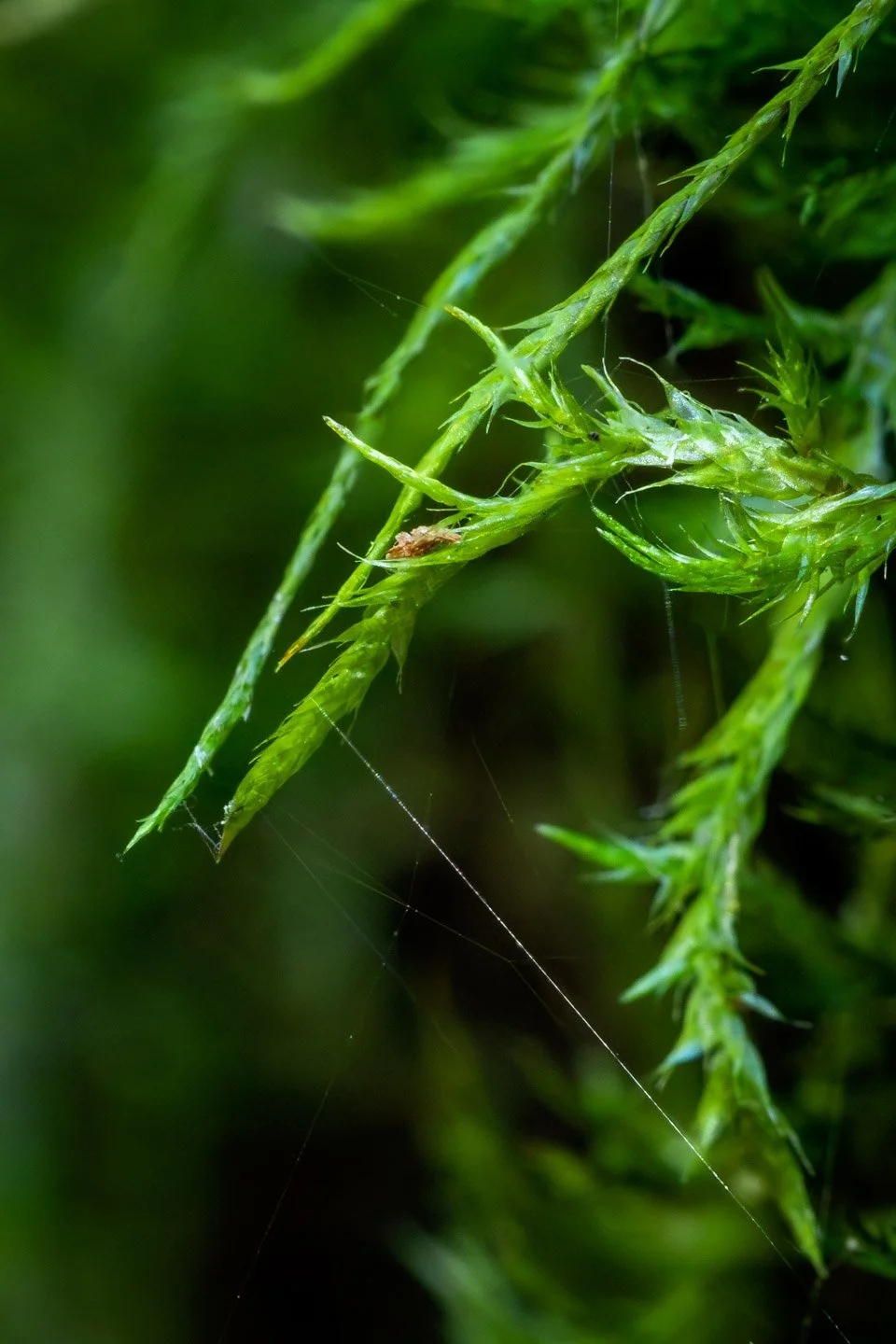 Moss and tiny spider and web macro photography. Close-up of green moss covered log with spider and webs.