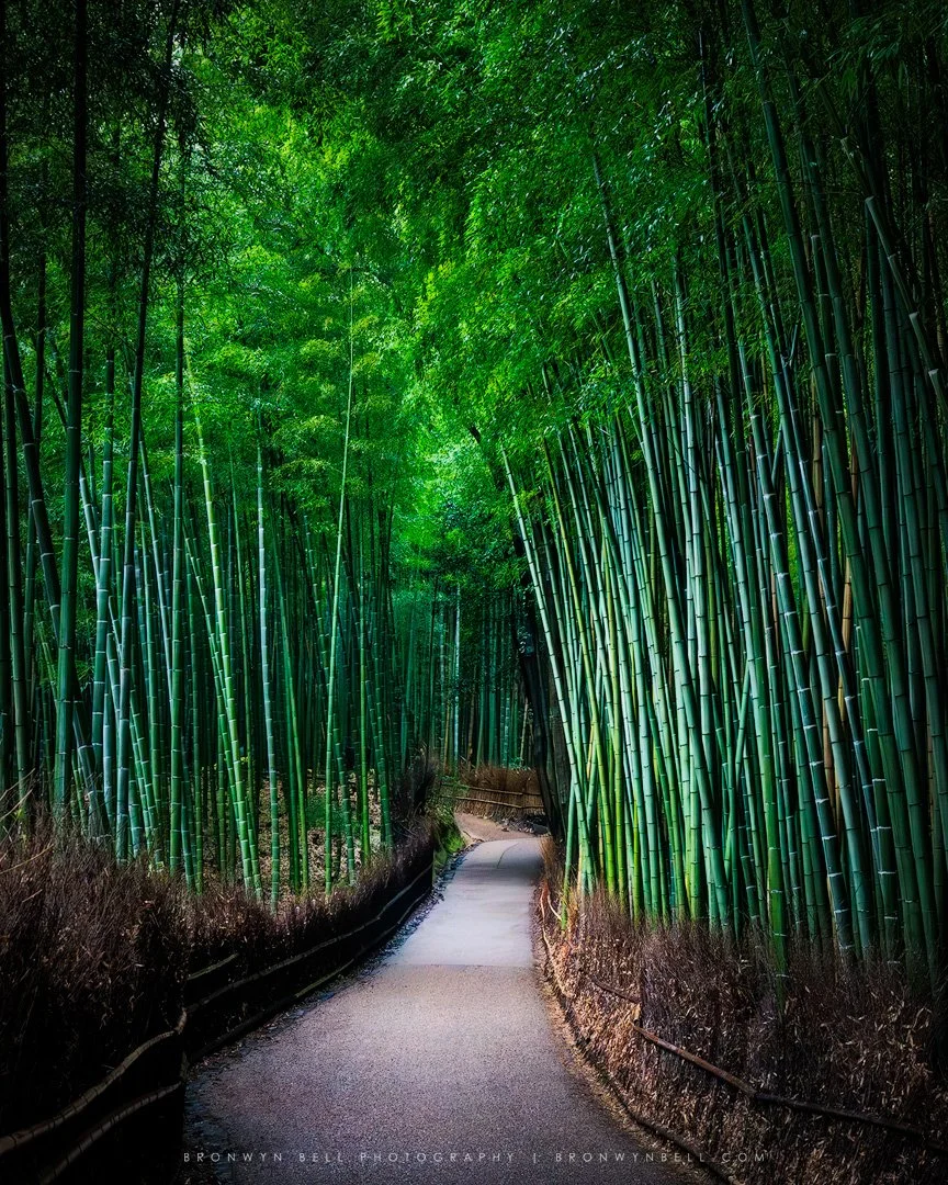 A pathway through a dense bamboo forest with tall, green bamboo stalks on both sides and lush canopy overhead.