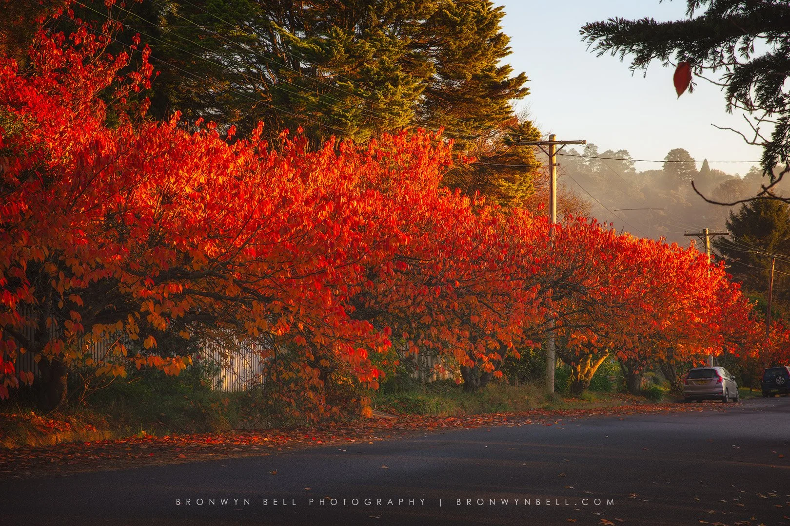 Colours-of-The-Mountains-Blackheath.jpg
