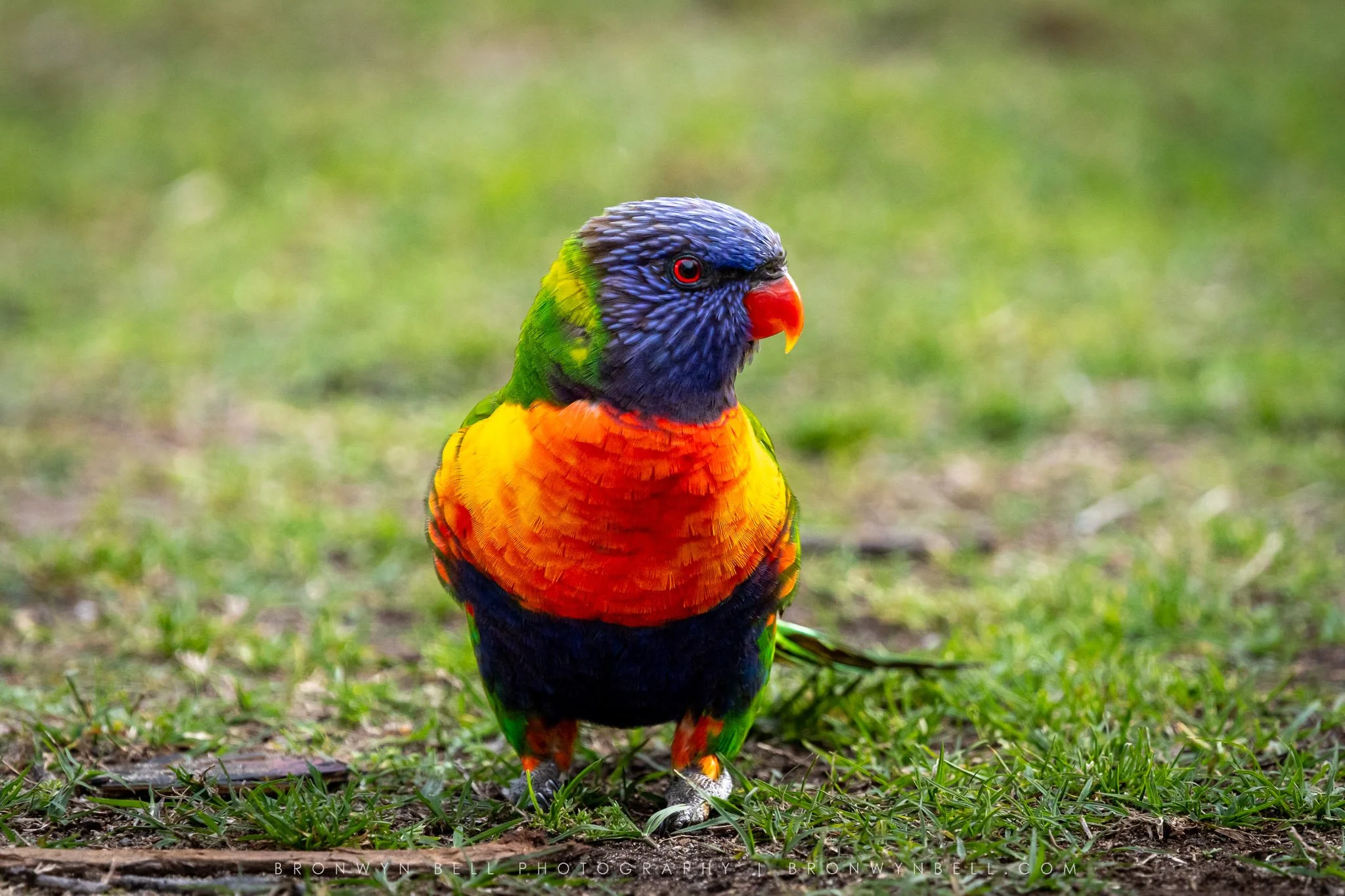 Rainbow Lorikeet looking directly into the camera