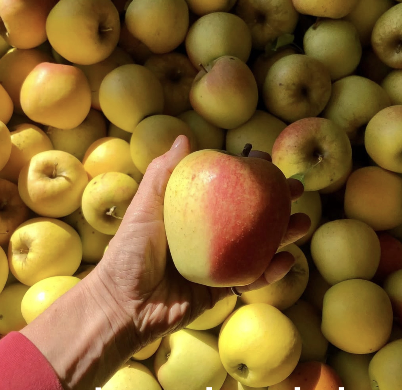 Montgomery Place Orchards