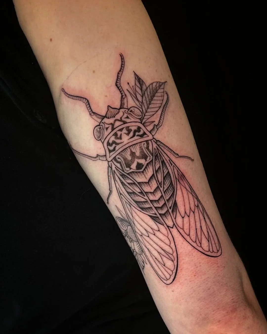 Luis Hinestroza - @luismiguel_ta2 is tattooing at @inkanddaggertattoo give them a follow! - BUGGIN' 🪲  Etching style cicada on the back of my client's arm. I could tattoo these all day, more bugs, please 🙂↕️ . . . #etchingtattoo #etching #cicada #b