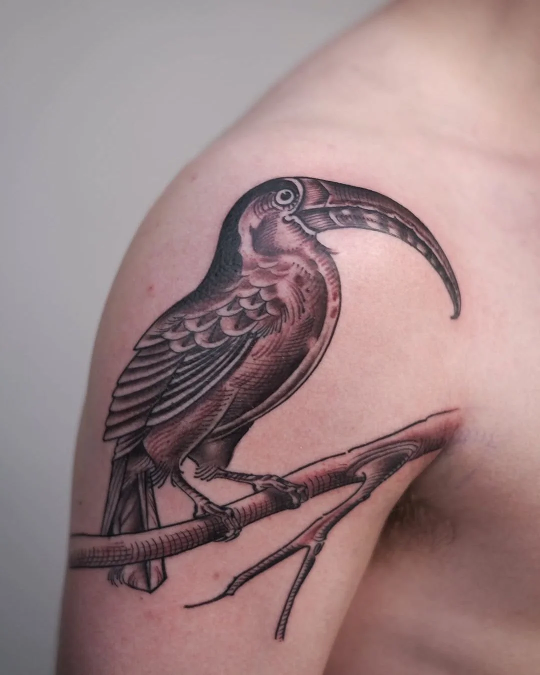 Luis Hinestroza - @luismiguel_ta2 is tattooing at @inkanddaggertattoo give them a follow! - Toucan etched on my client's shoulder. Suddenly I feel the need for a Guinness. Thank you for the trust 🙏 . . . #etchingtattoo #engravingtattoo #toucan #bird