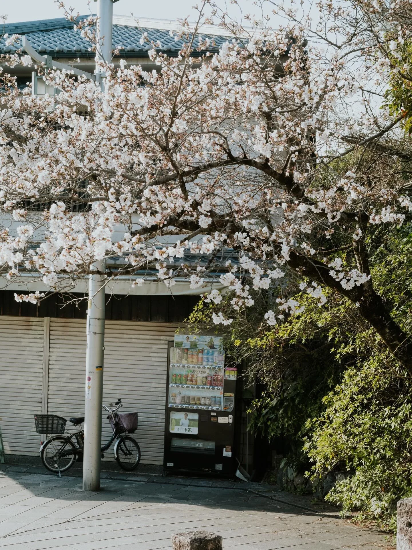 March Poetry-  March: A month where the surrounding sings its quiet poetry. The rhythm feels gentle and soft . Whilst the spring cherry blossom feels fragile , beneath lies a layer of resilience and beauty. 
.
.
#japan#spring photography#leica#uji