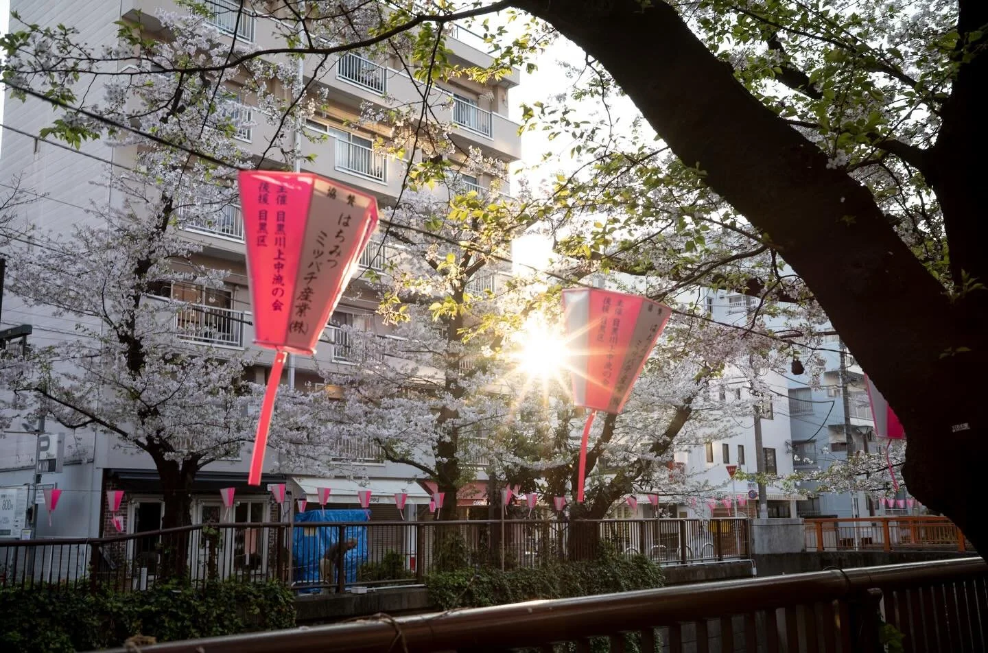 New Dawn &mdash; Spring brings a season of renewed hope and fresh vision. As the sun&rsquo;s rays break through the budding blossoms, their light carries warmth and quiet strength. The city slowly awakens, revealing the gentle beauty of spring, Tokyo