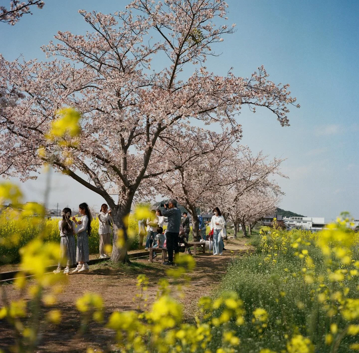 A quiet rhythm of spring: Soft colours, fleeting moments, and lives unfolding in between. The human presence , stillness and human presence , adds colours to Spring. All of these were captured on film, where each frame feels a little more deliberate,