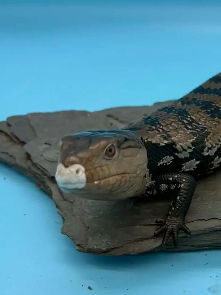 Blue-Tongued Skinks