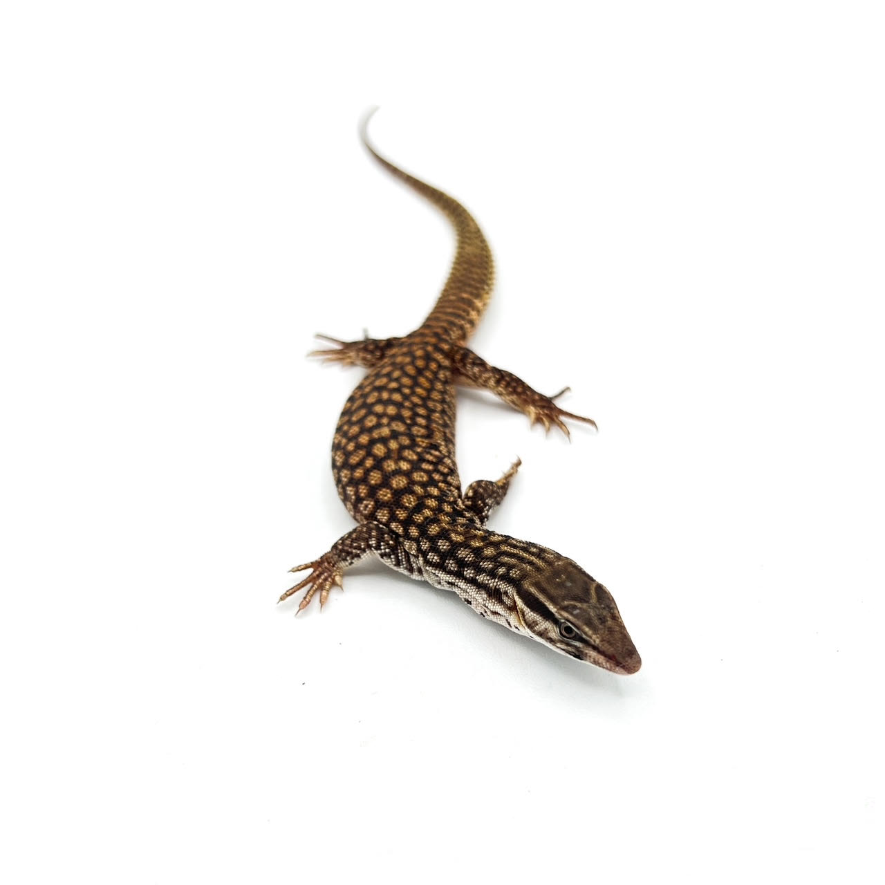 Ackie Monitor Lizards