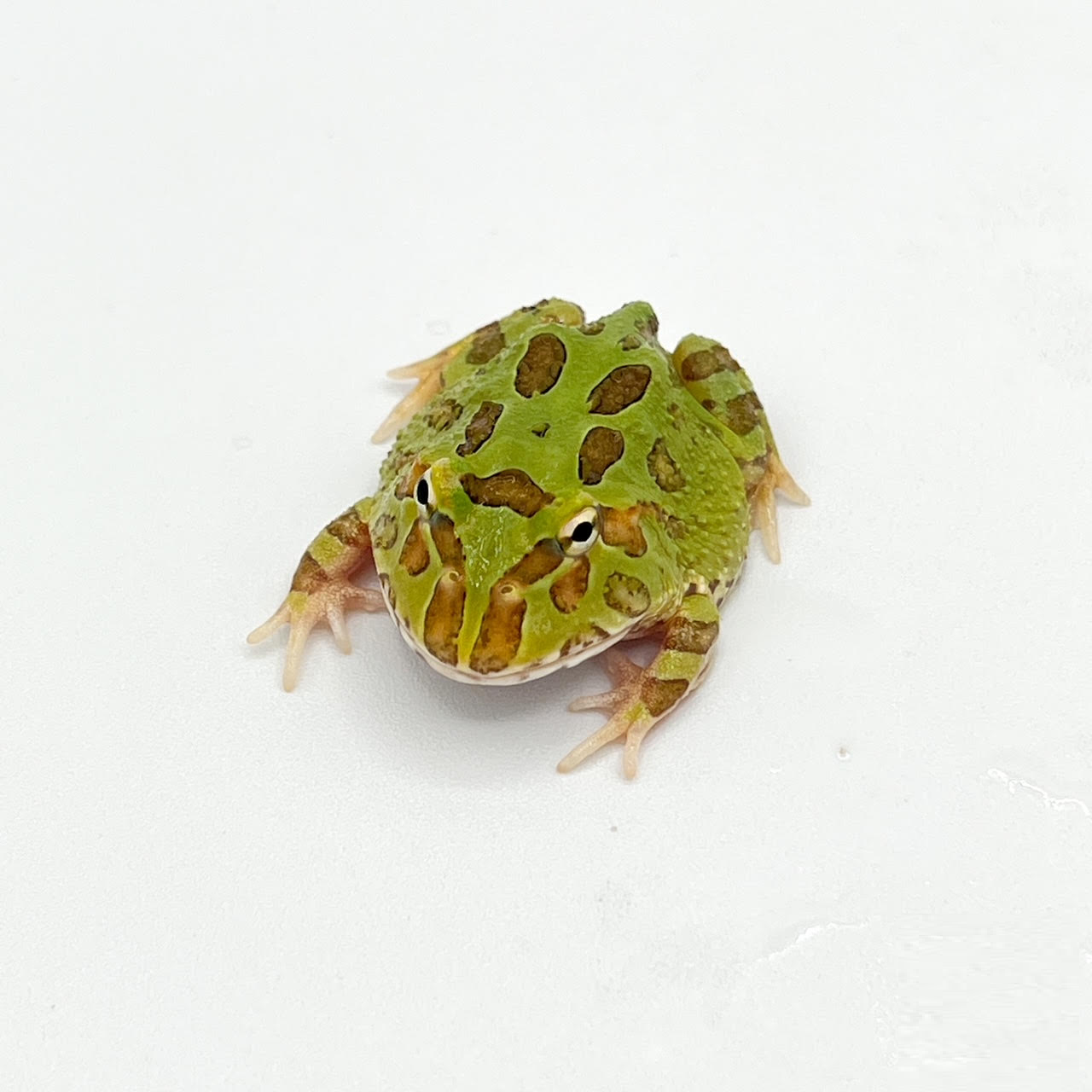 Large Mouthed Frogs