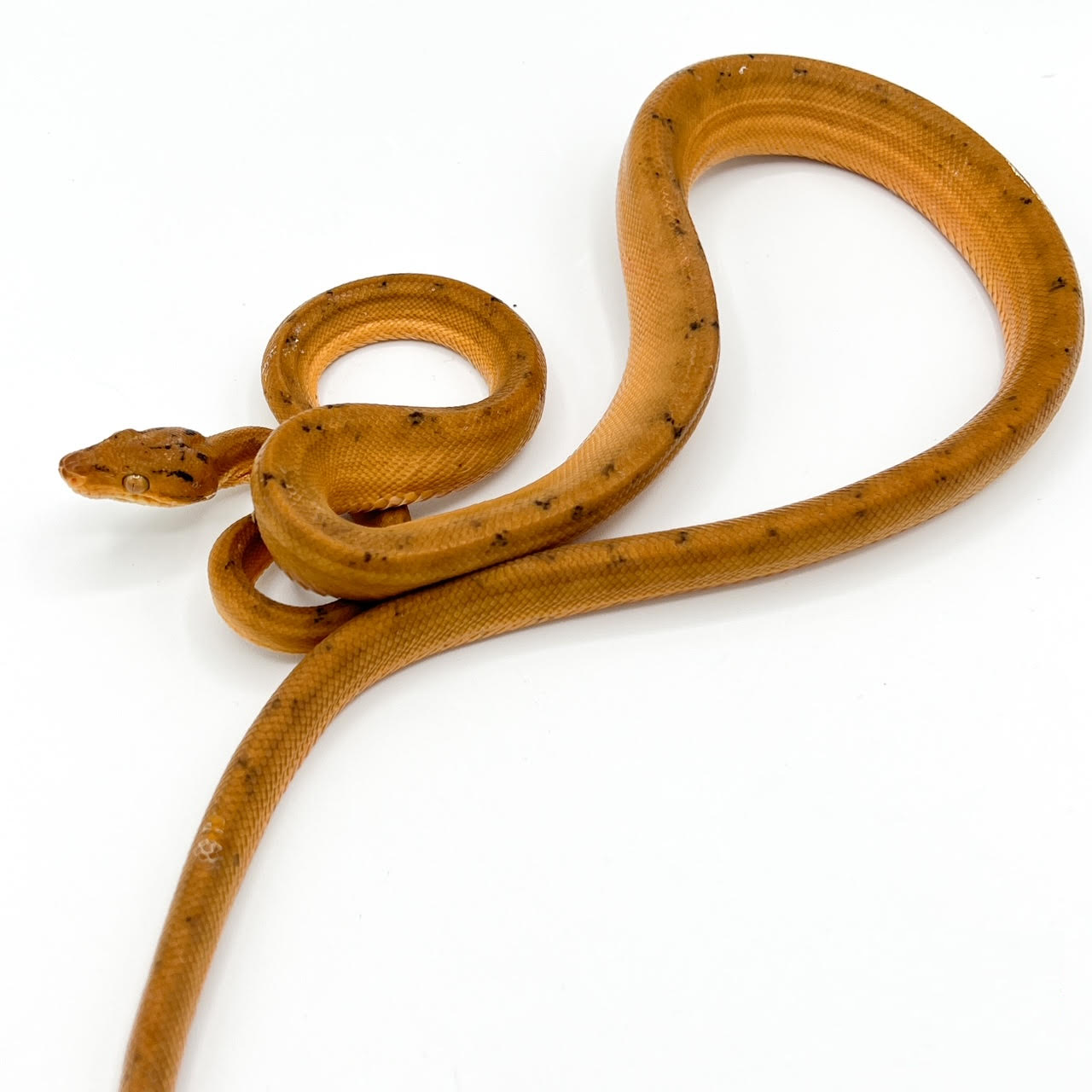 Tree Boa Adult.png