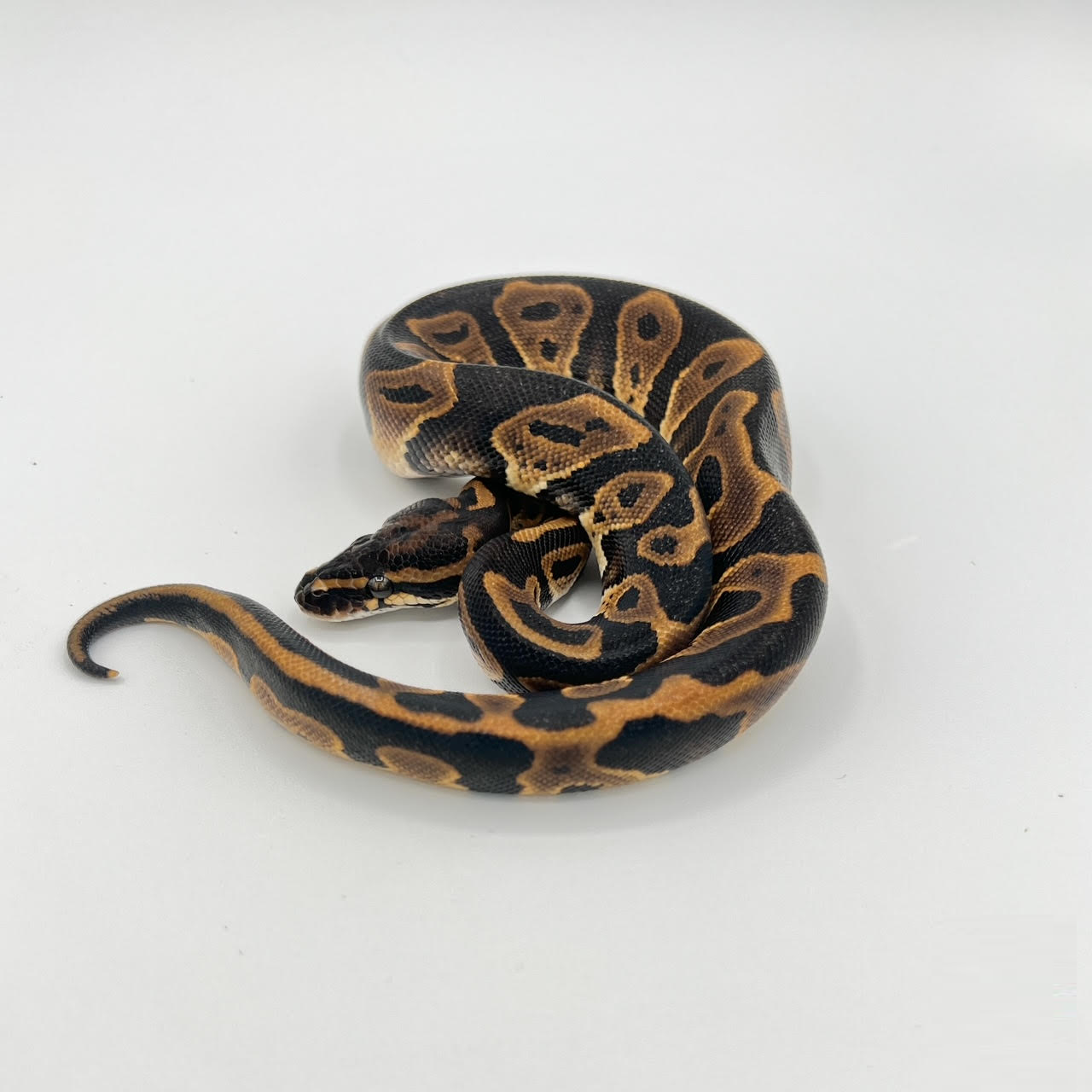 ball leopard.png