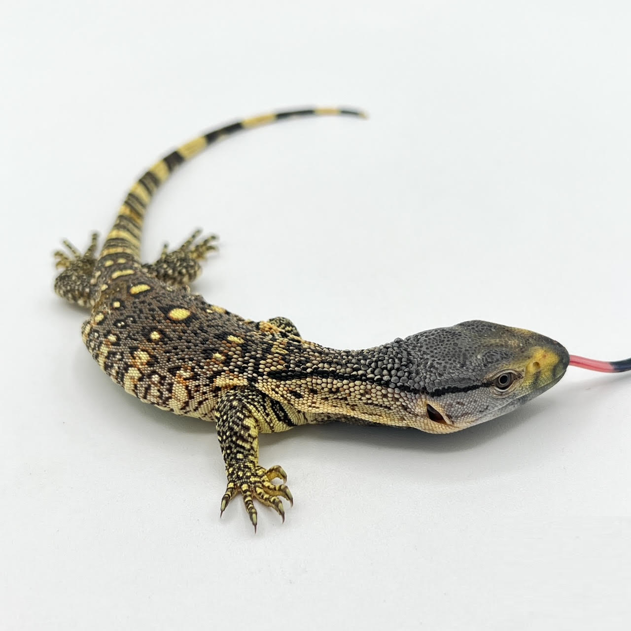 Rock Monitor Lizards