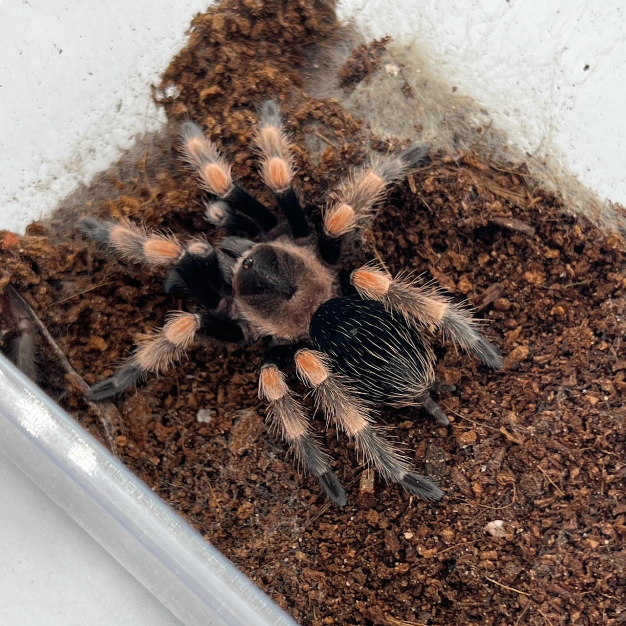 tarantula red knee.png