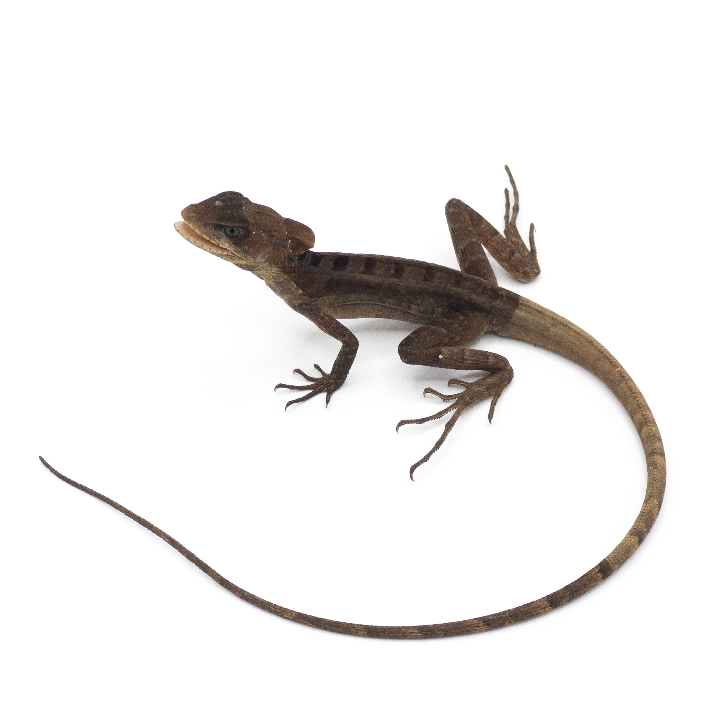 Basilisks